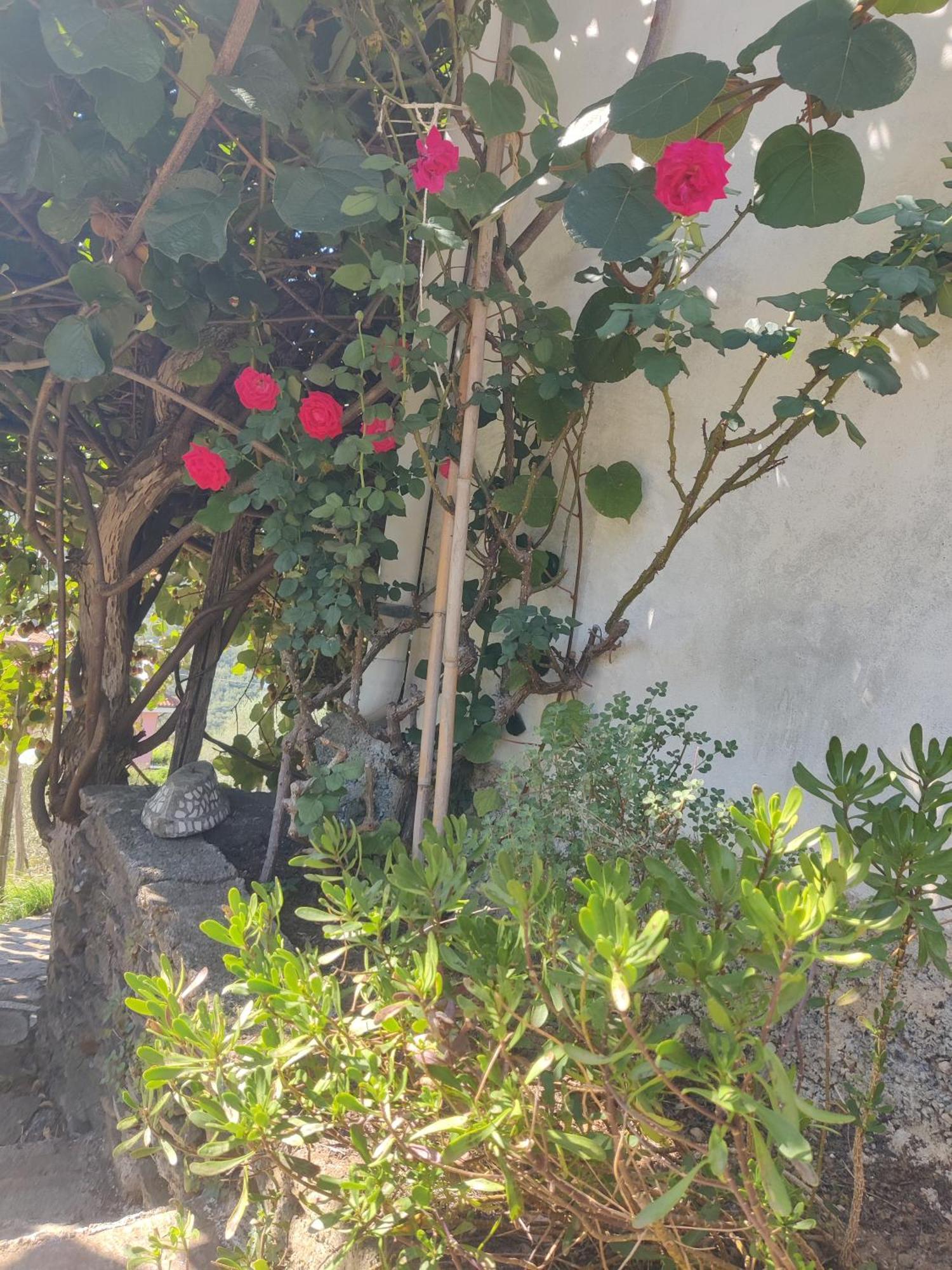 Appartamento Casa Bartola Stella Esterno foto